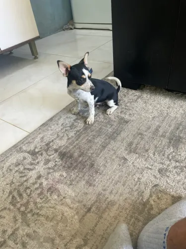 Filhote de Pinscher 