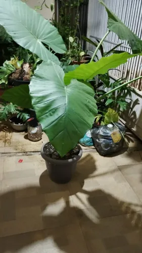 Planta Taioba(Xanthosoma)