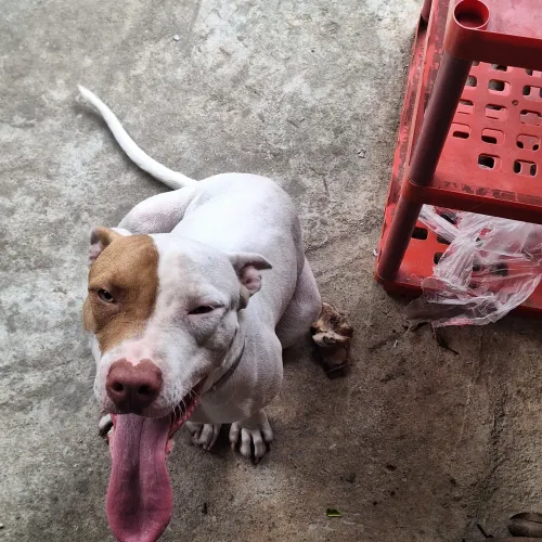 Pitbull para venda