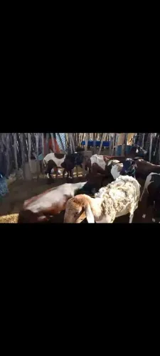 Vendo ovelhas