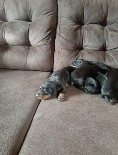 Vendo filhotes de Doberman (reserva)