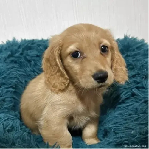 Filhote de cachorro dachshund/teckel/basset/salsicha/cofap vacinado