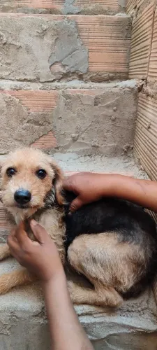 Doação de cachorra