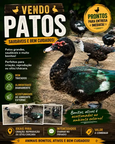 Vende-se patos