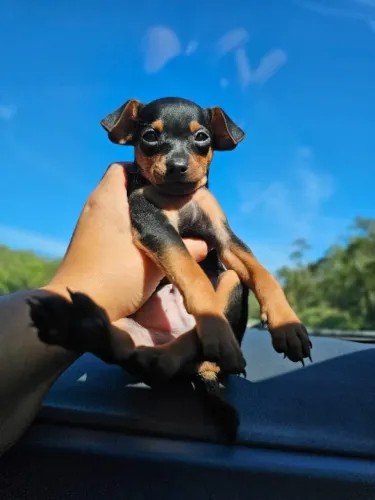 Filhotes de Pinscher/Pincher Fáceis de Cuidar Macho e Fêmea Vacinados SP
