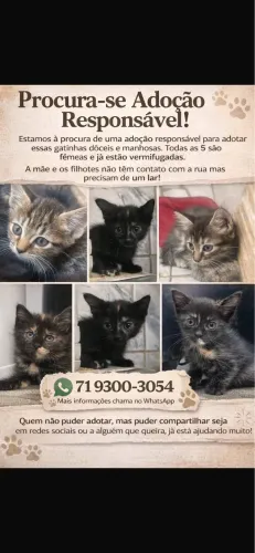 Adote um gatinho