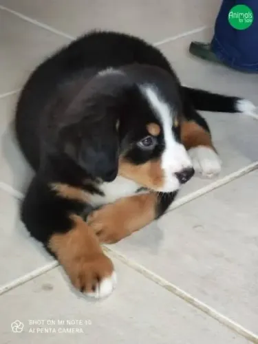 Bernese Compusivos por amor