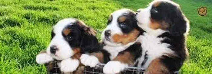 Bernese companheirismo em cada patinha.