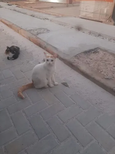 Gatos para adoção