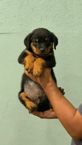 Rottweiler Gigante 