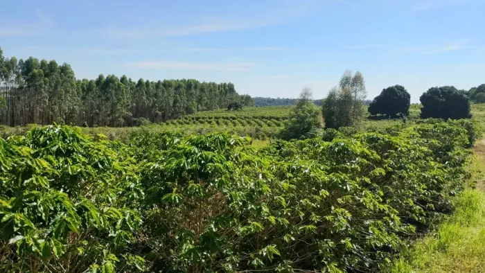 Fazenda 55 alqueires  Café