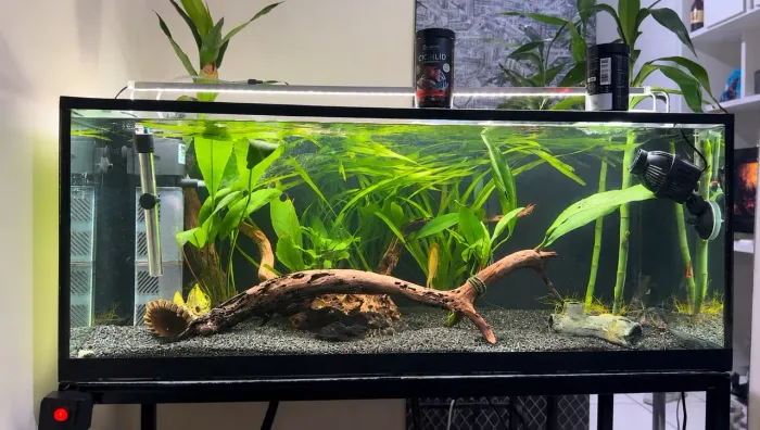 Aquário 160 litros com TUDO 
