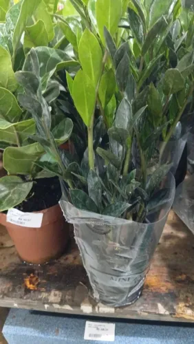 zamioculca Bleck (preta) Pote 11