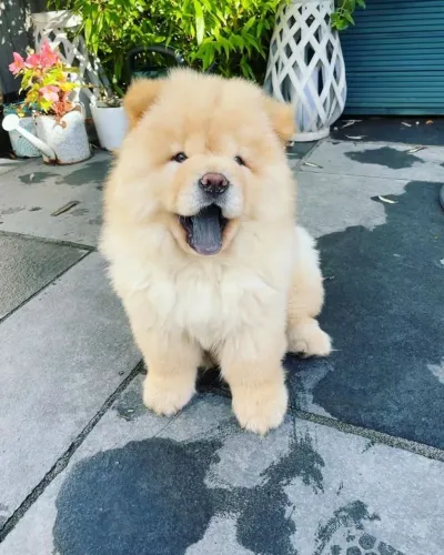 Filhote de Chow-Chow mega fofo