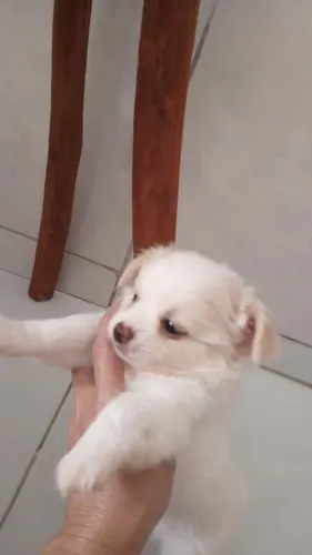 vende-se filhote Chihuahua 45 dias primeira vacina dois machos