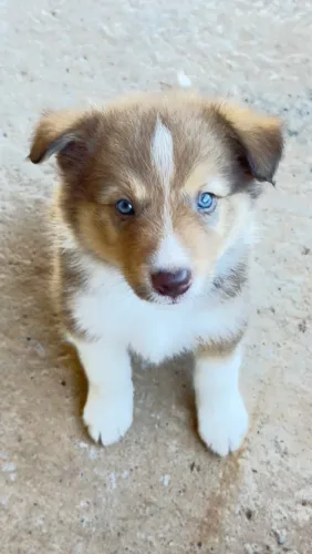 Filhote Macho de Border Collie
