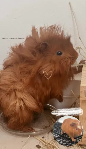 Vendesse 2 porquinhos da índia, pelo preço de 1 só