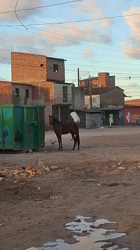 Vendo por Mangalarga marcha picada