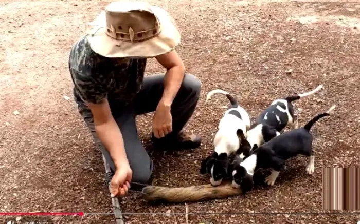PERDIGUEIRO X LABRADOR