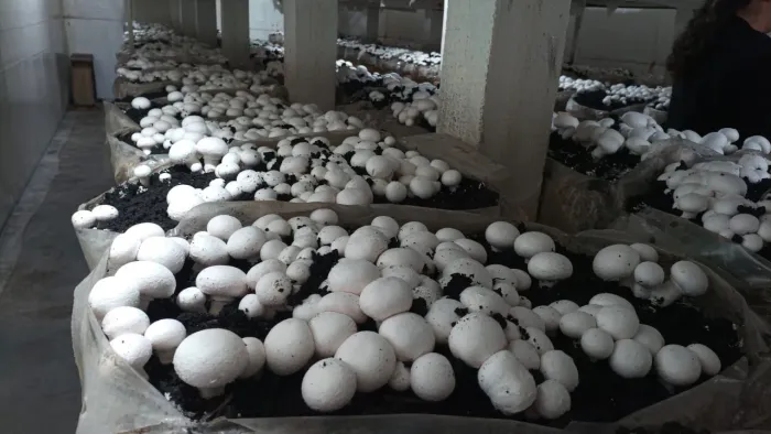 Turfa de Cobertura Cogumelo Champignon