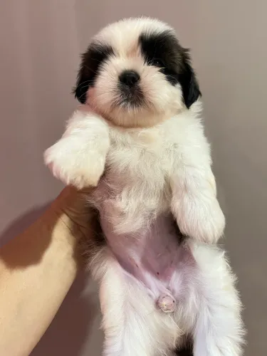 Shihtzu 