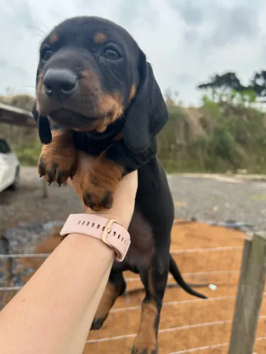 Filhote de salsicha, dachshund, Cofap 