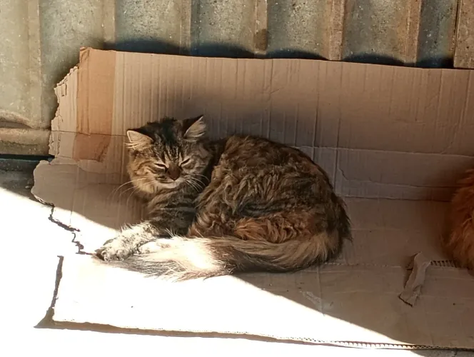 Gata persa