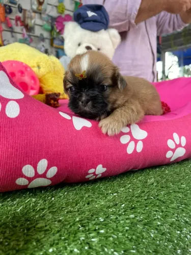 Shihtzu fêmea mini