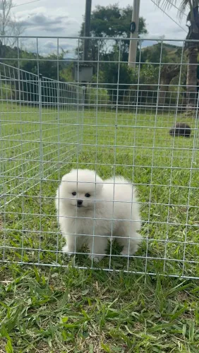 LULU DA POMERÂNIA 10% DE DESCONTO!!!