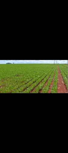 Fazenda soja