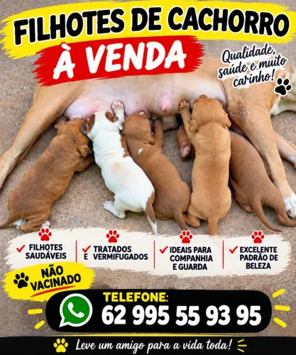 Filhote de pit bul