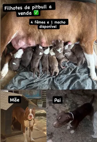 Cachorro 