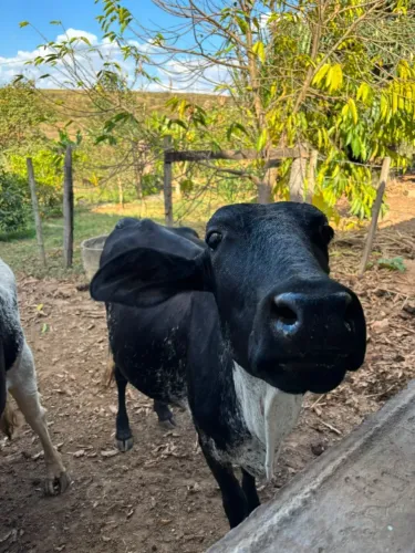 Vacas prenhas