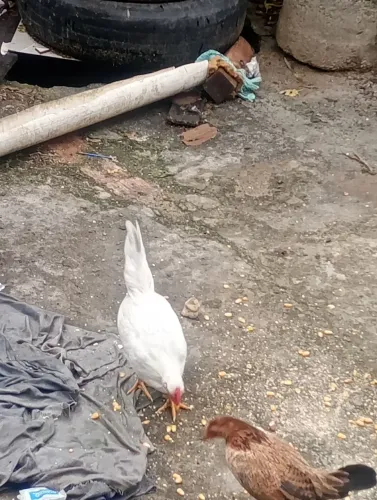 Galinha e galos garnizer 