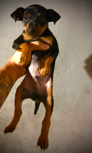 Filhote de Pinscher/Dachshund