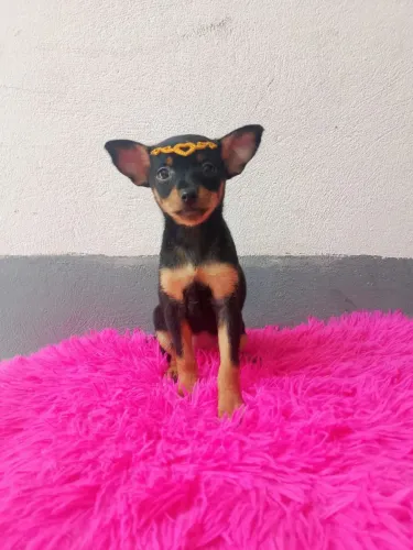 Lindos filhotes perfeitos