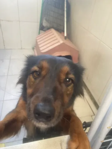 Estou doando minha cadela de 1 ano e 4 meses