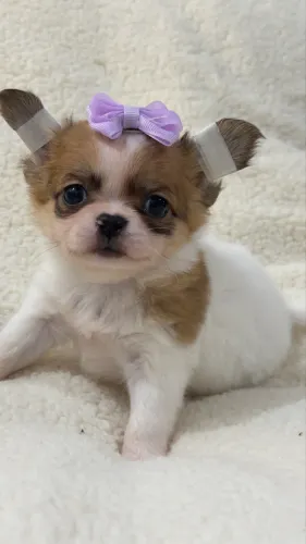 chihuahua, filhote fêmea. Ela pode ser sua.