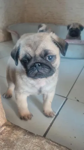 Pug