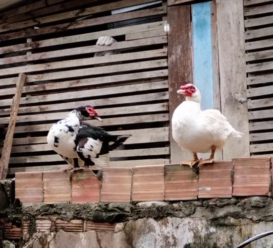Vendo patos