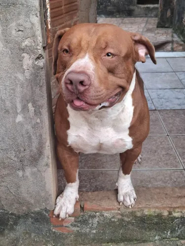 PITMONSTER