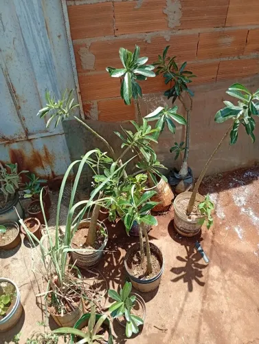 rosa do deserto