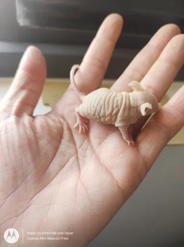 camundongo hairless
