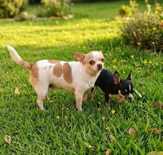 Linda fêmea de chihuahua