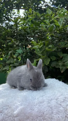 Coelho Netherland Dwarf - Anão Holandês 