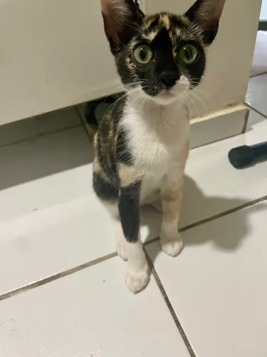 Gatinha para adoção castrada