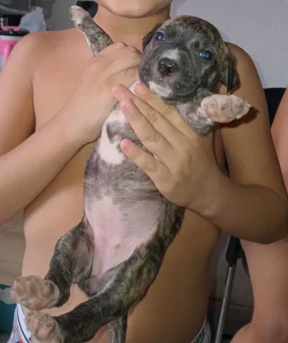 Pitbull Fêmea