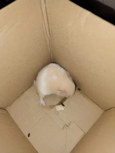 Hamster