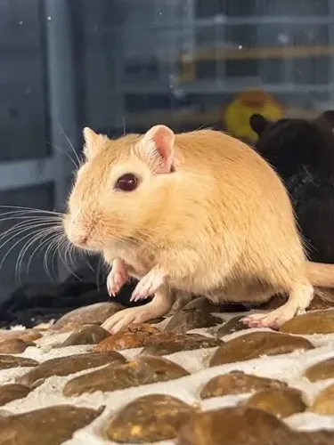 Gerbil