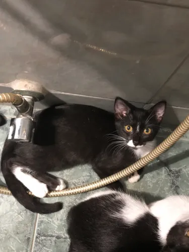 Gata fêmea para adoção 